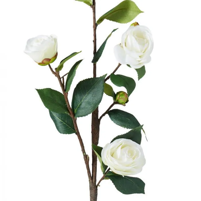 CAMELLIA STEM