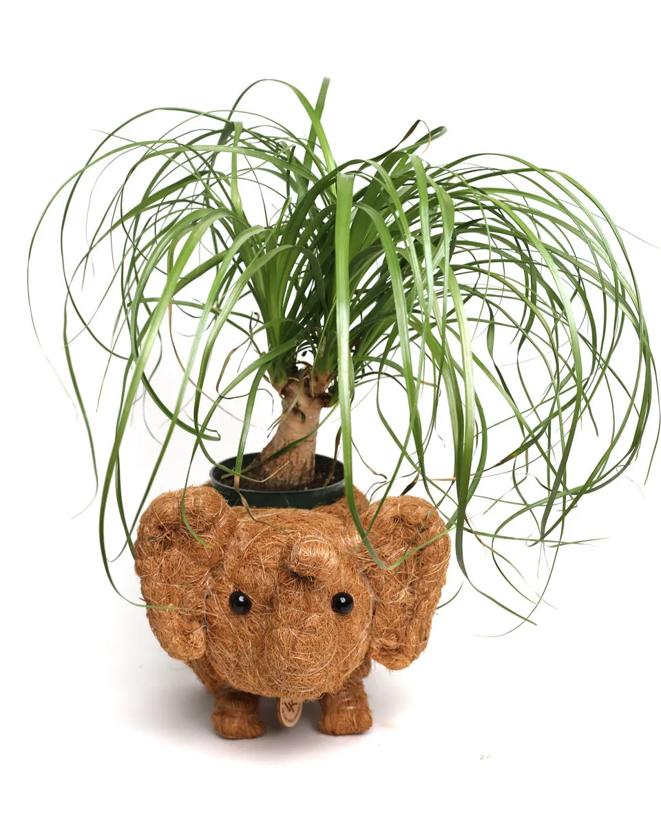 Elephant Planter
