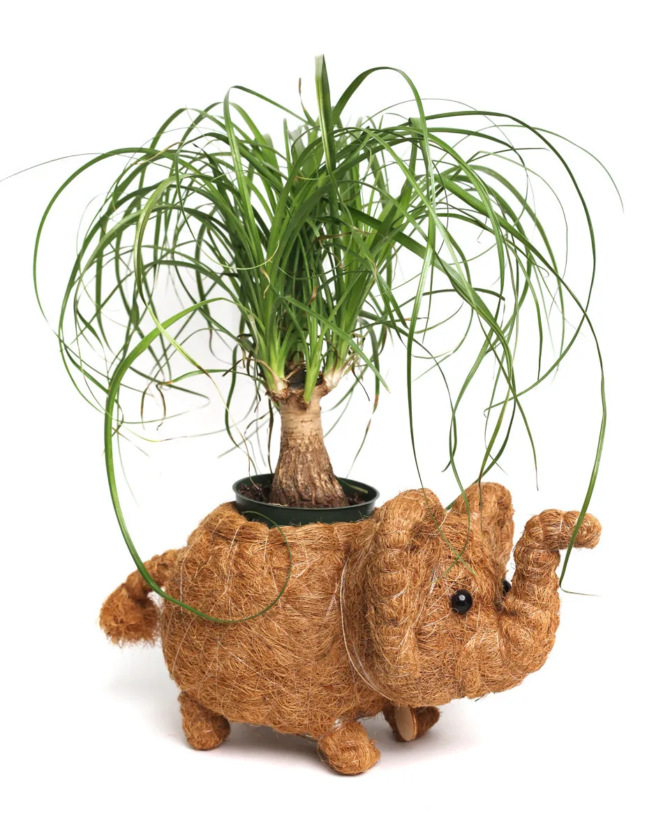 Elephant Planter