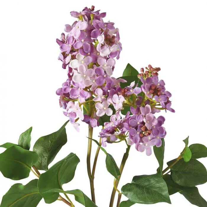 LILAC SPRAY